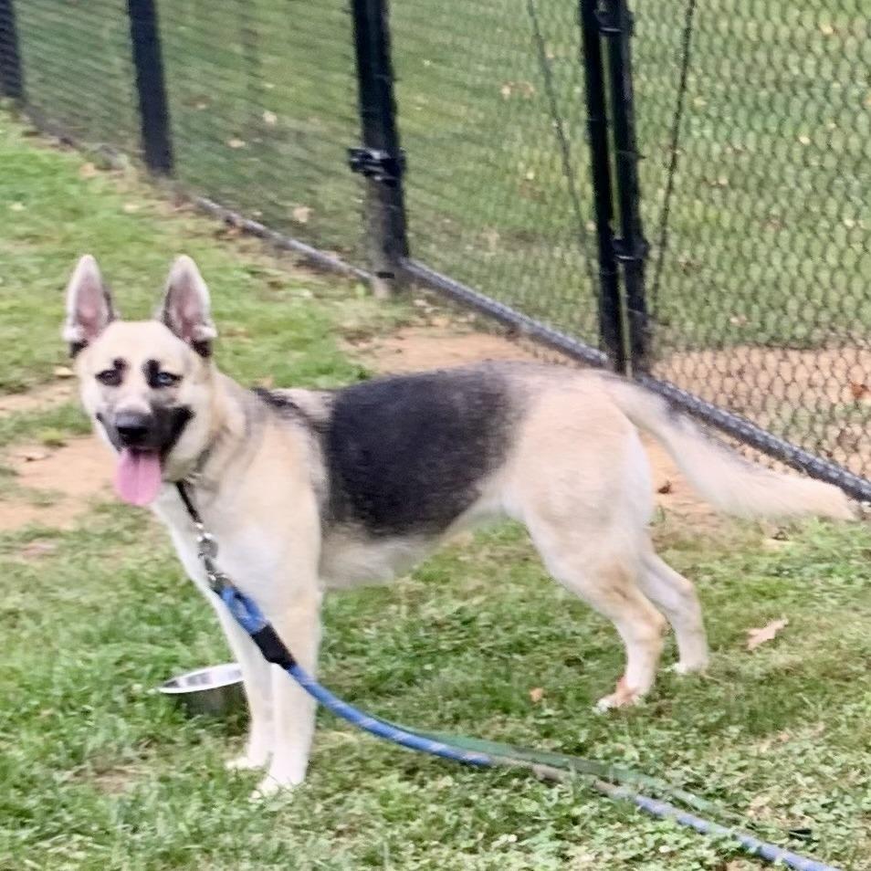 Bonnie, a Adoptable German Shepherd Dog in Aldie, VA image 6/6