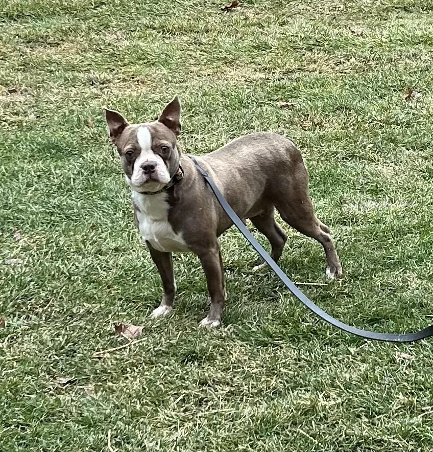 Enlarge REMI (ohiosdrescue@gmail.com), a ADOPTABLE Boston Terrier in Rossford, OH image 2/4