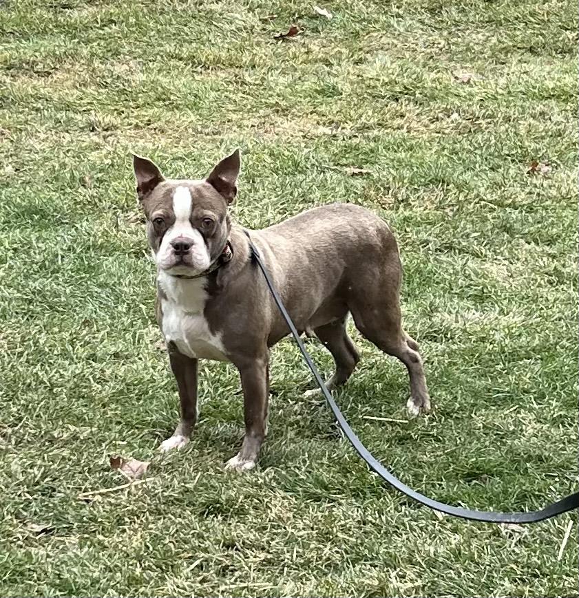 Enlarge REMI (ohiosdrescue@gmail.com), a ADOPTABLE Boston Terrier in Rossford, OH image 4/4