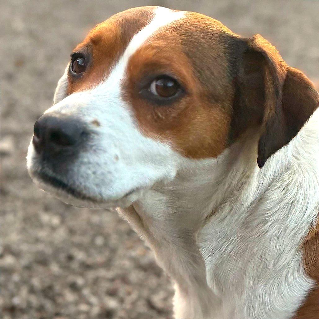 Lil' Mama, Adoptable, Senior Female Hound & Mixed Breed.