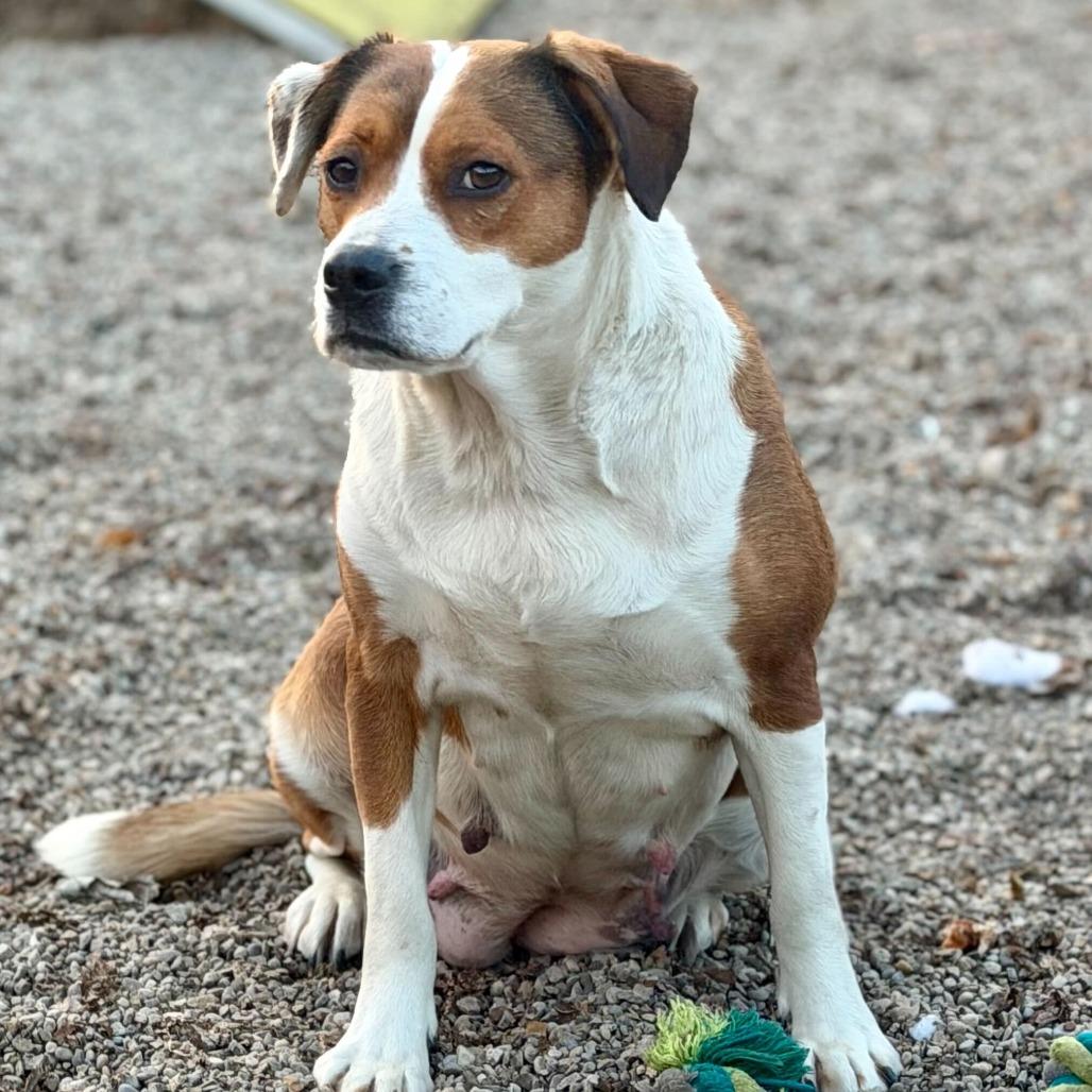 Enlarge Lil' Mama, a Adoptable mixed breed in Dayton, OH image 2/6