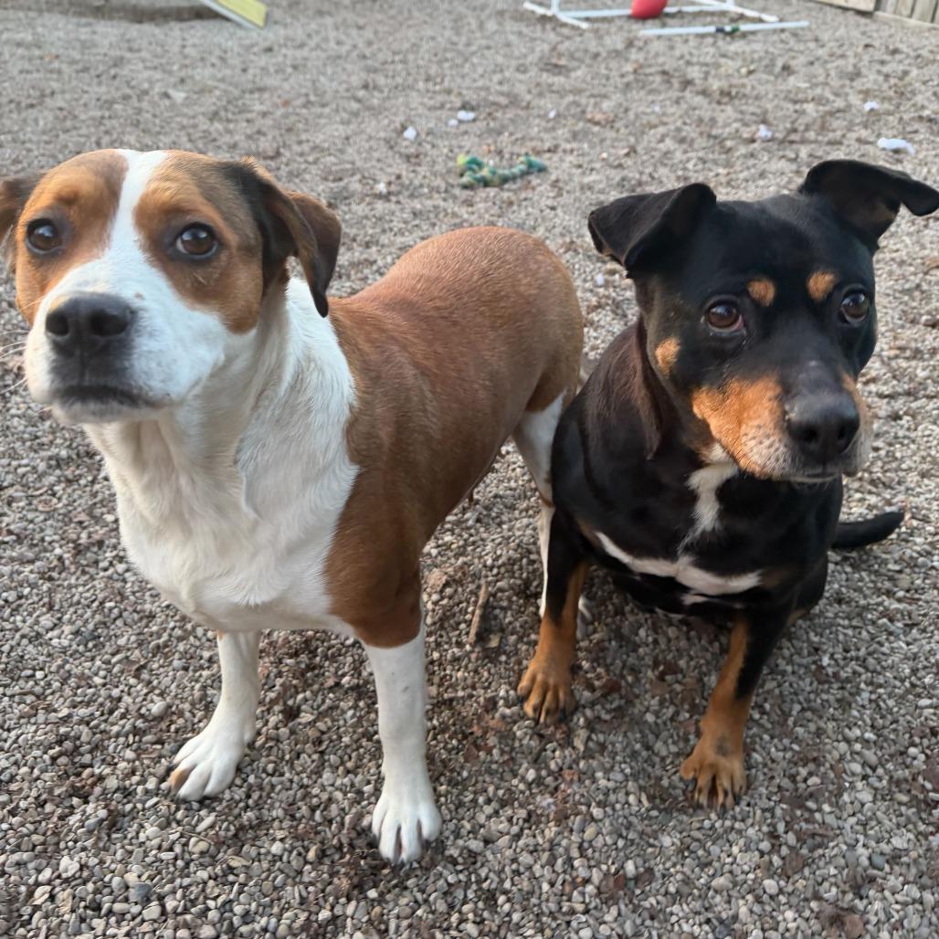 Enlarge Lil' Mama, a Adoptable mixed breed in Dayton, OH image 3/6