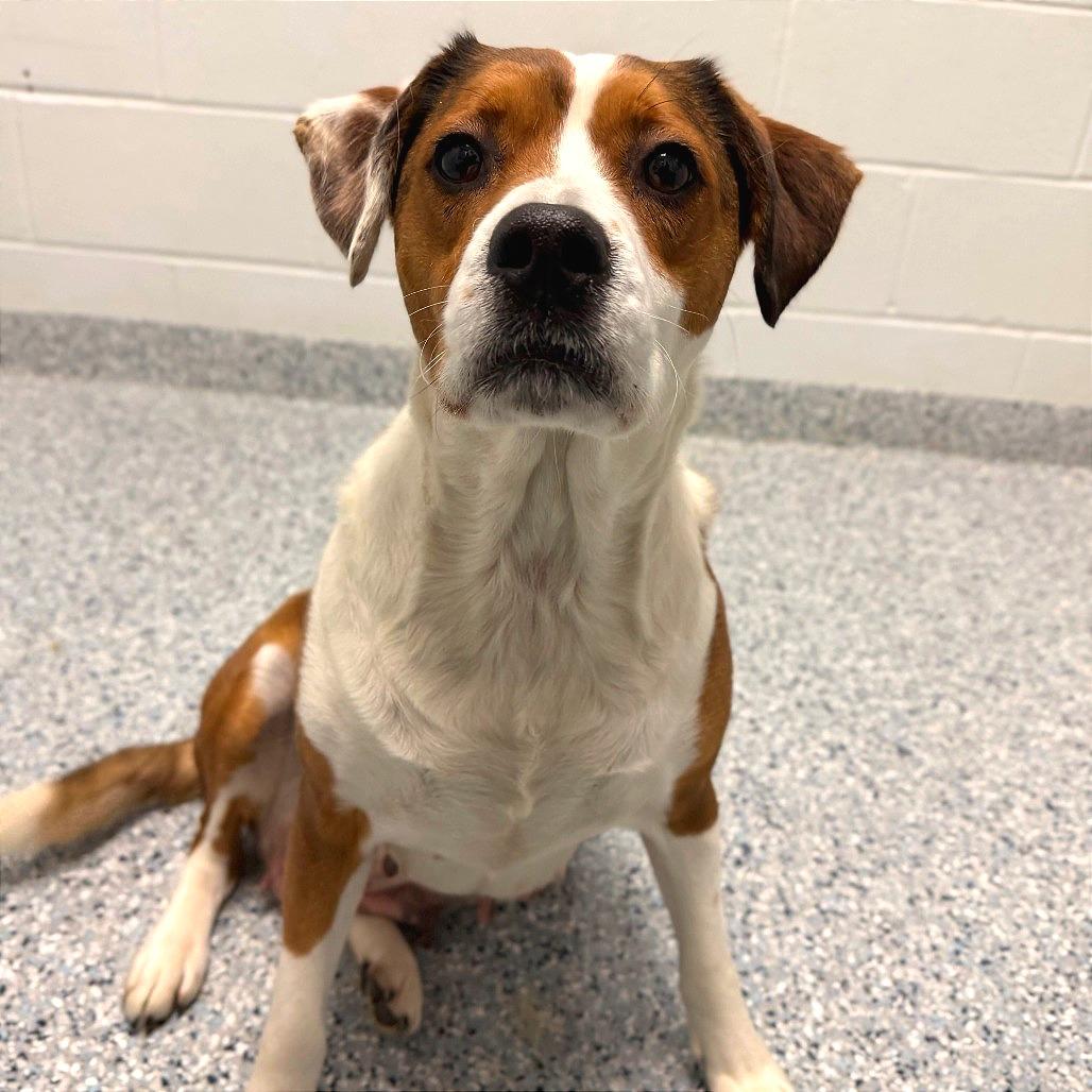 Enlarge Lil' Mama, a Adoptable mixed breed in Dayton, OH image 5/6