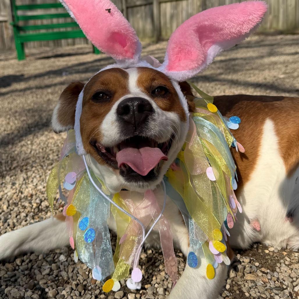 Enlarge Lil' Mama, a Adoptable mixed breed in Dayton, OH image 6/6