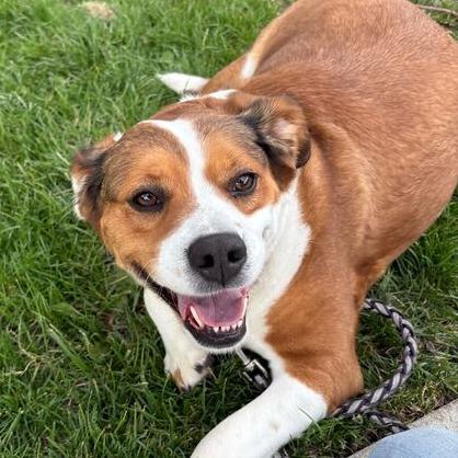 Enlarge Lil' Mama, a Adoptable mixed breed in Dayton, OH image 6/6