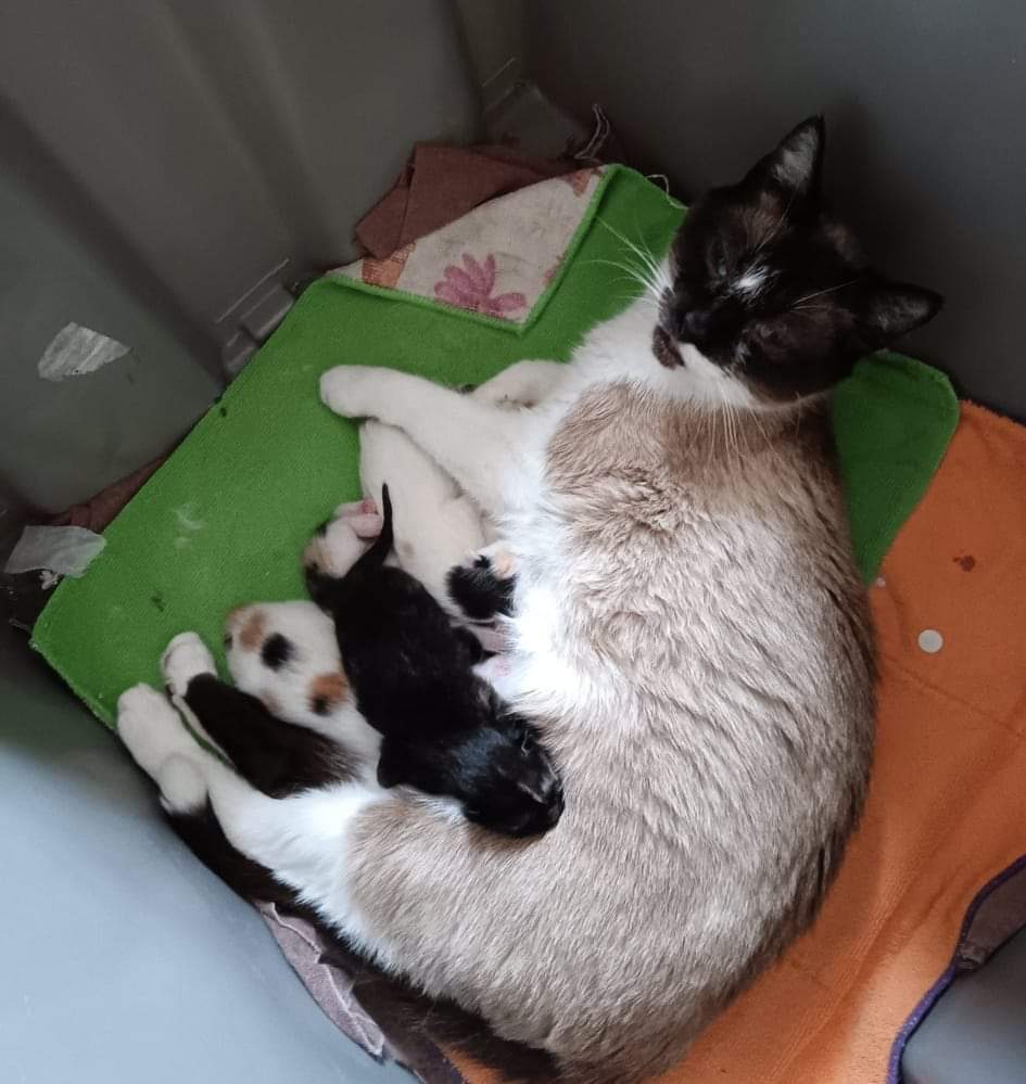 Snowshoe mom, spayed June 11, Adult Female unknown