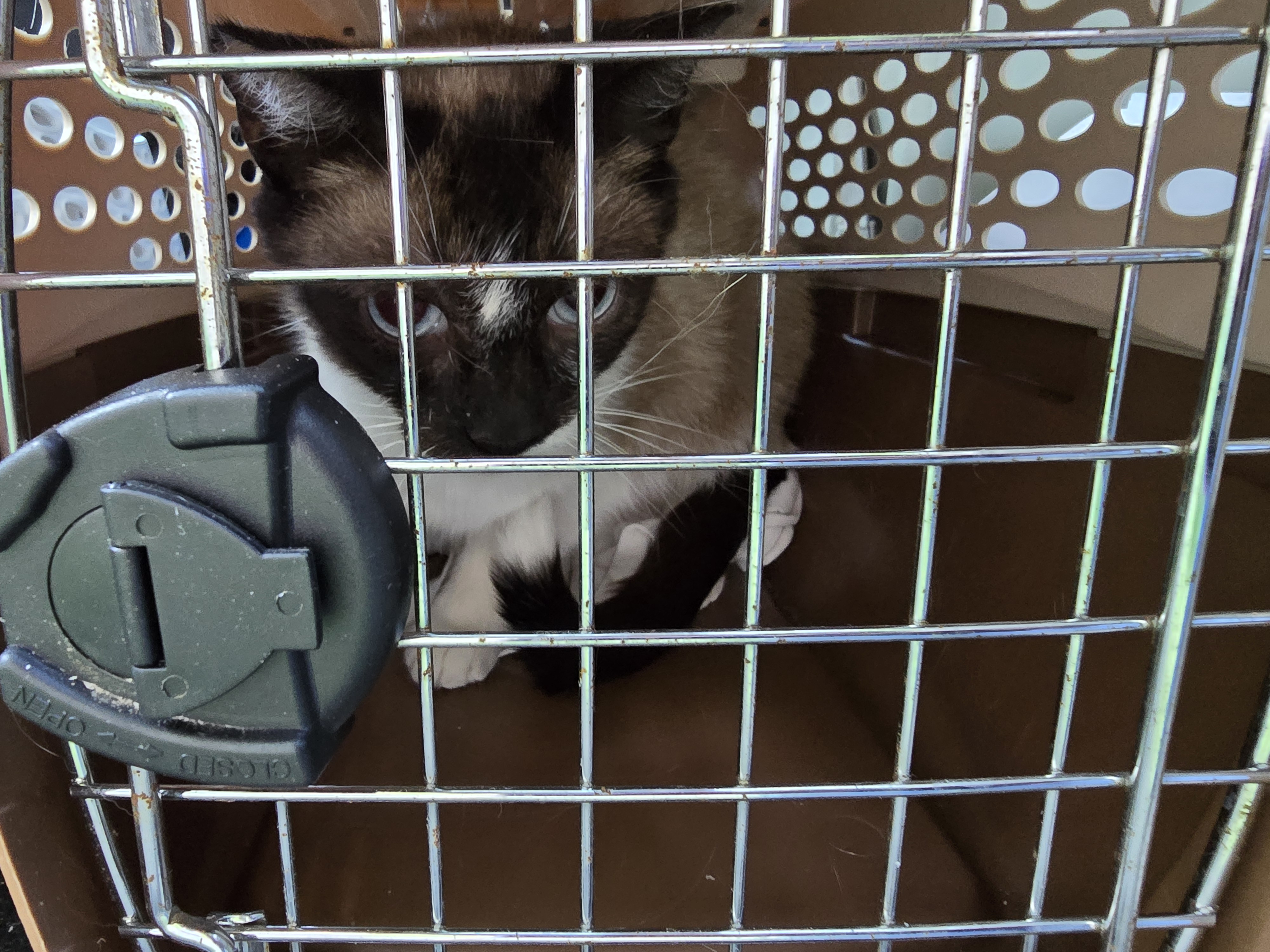 Snowshoe mom, spayed June 11 photo 2