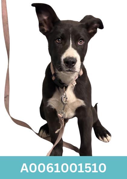Mickey, adopted, Puppy Male Border Collie.