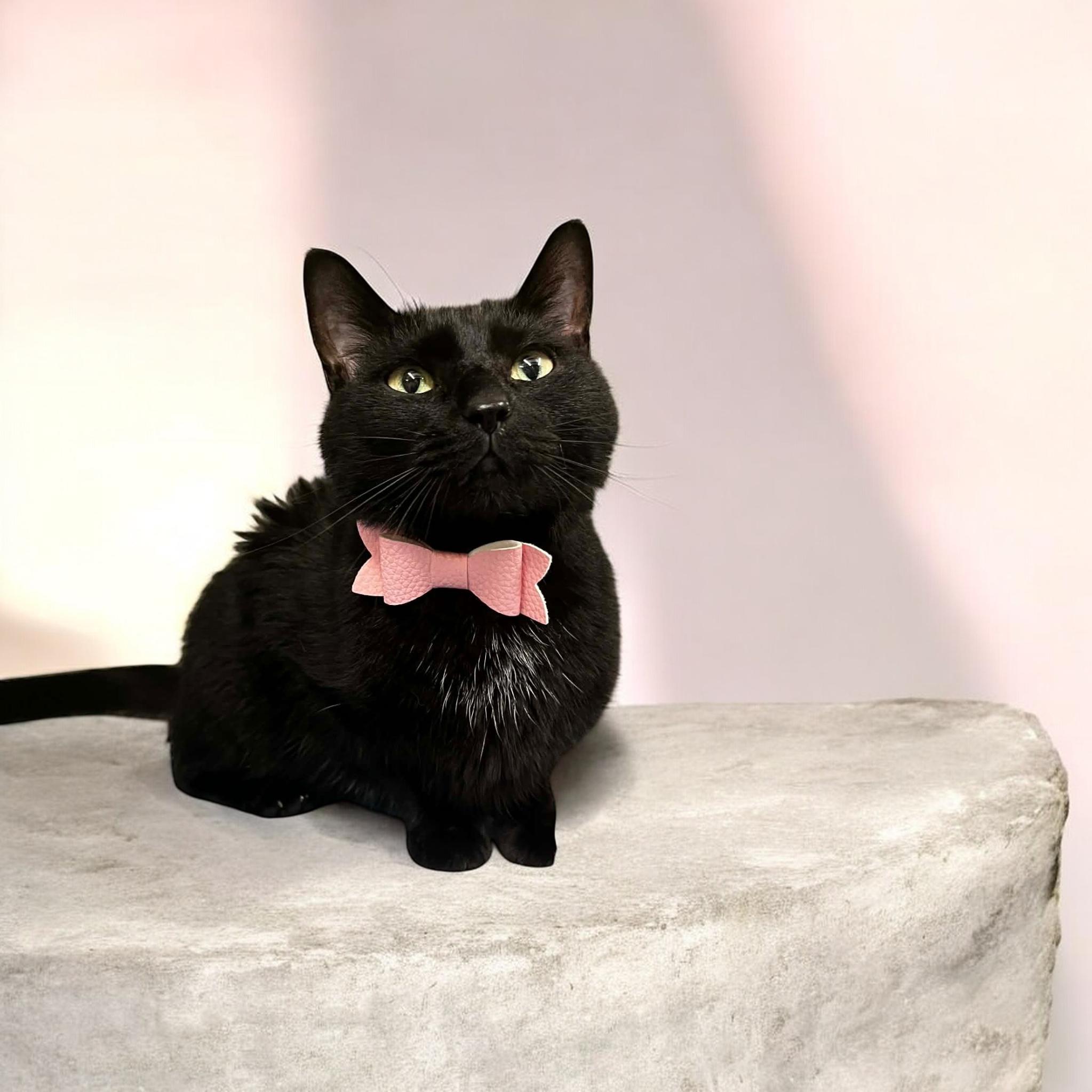 Loona, an adopted Domestic Short Hair in Tavares, FL image 2/2