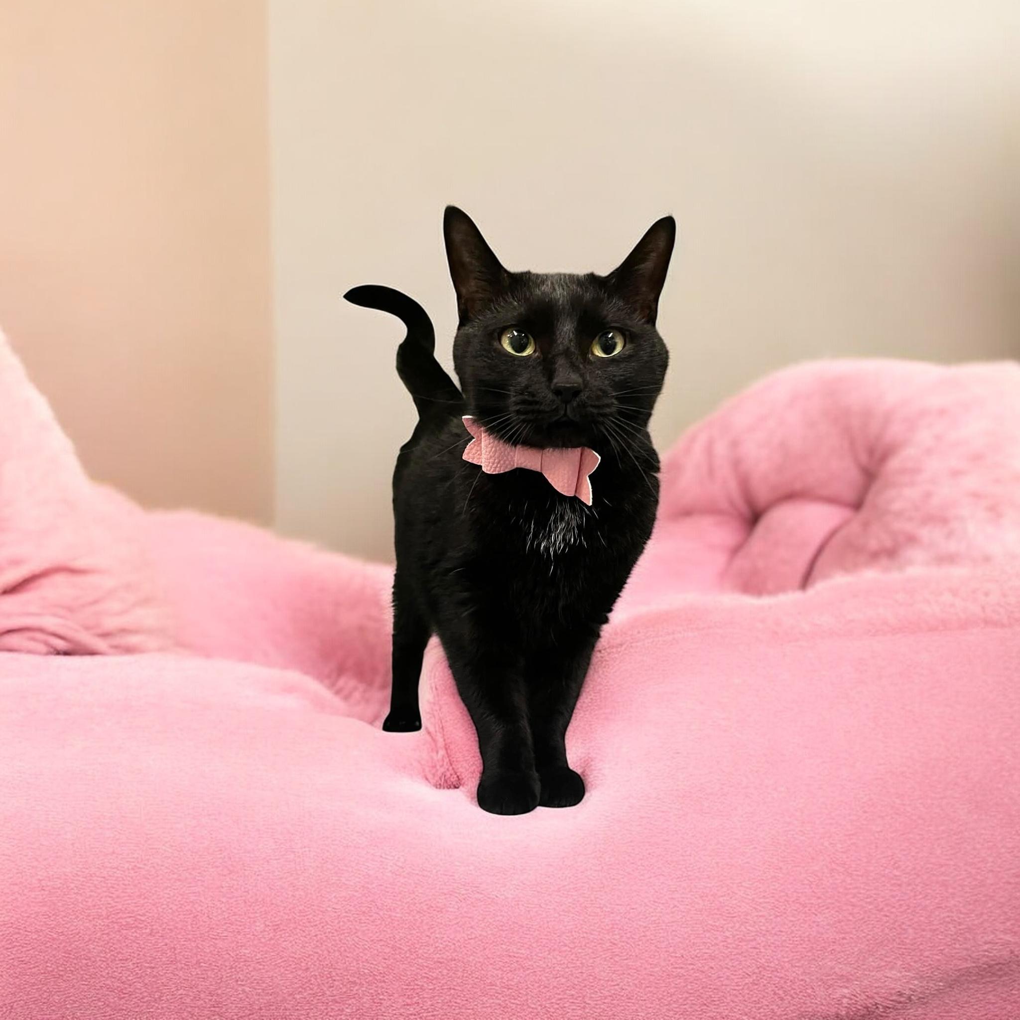 Loona, an adopted Domestic Short Hair in Tavares, FL image 1/2