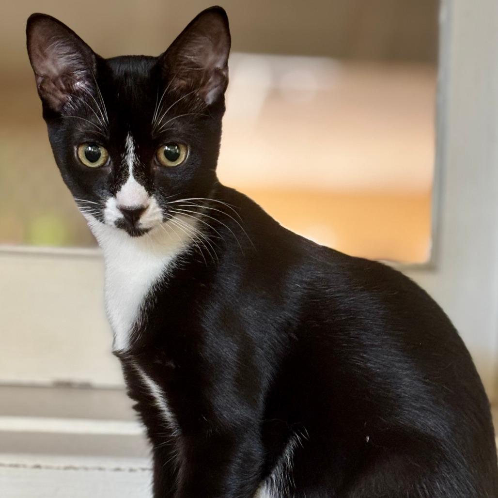 Patsy, a Adoptable Domestic Short Hair in Fort Lauderdale, FL image 1/2