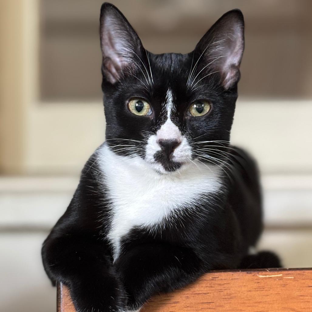 Patsy, a Adoptable Domestic Short Hair in Fort Lauderdale, FL image 2/2