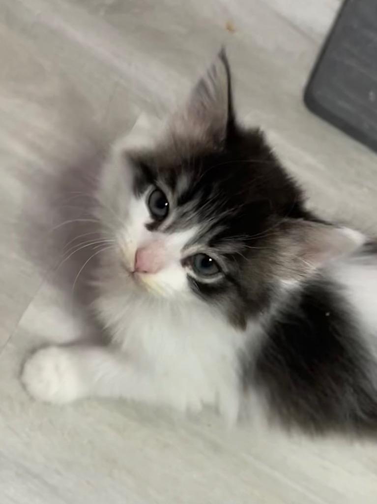 Elle, Adoptable, Kitten Female Domestic Long Hair.