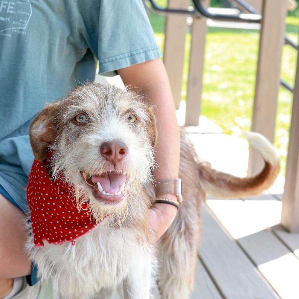 Enlarge Benji (Male), a Adoptable mixed breed in West Grove, PA image 1/6