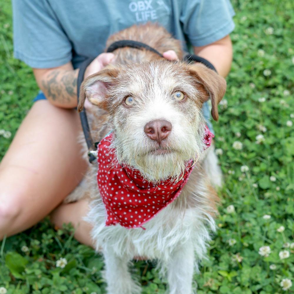 Enlarge Benji (Male), a Adoptable mixed breed in West Grove, PA image 5/6