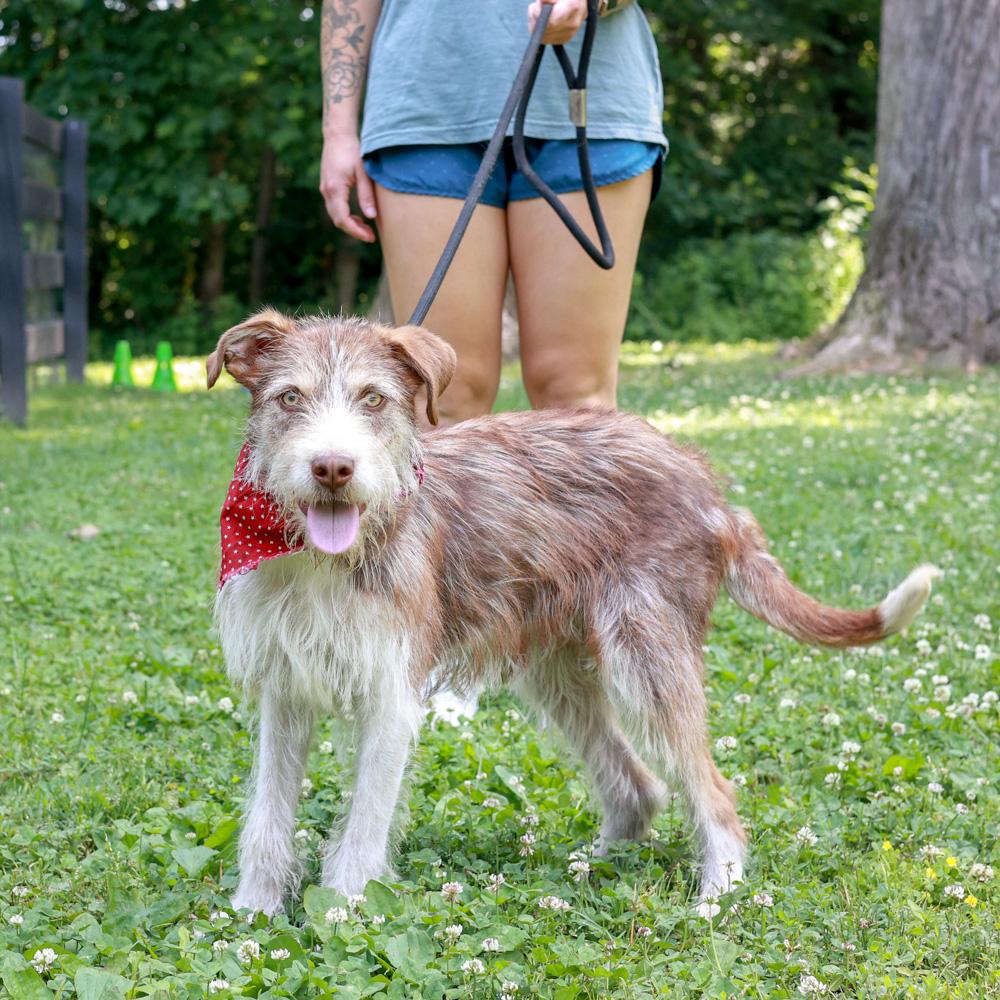Enlarge Benji (Male), a Adoptable mixed breed in West Grove, PA image 2/6