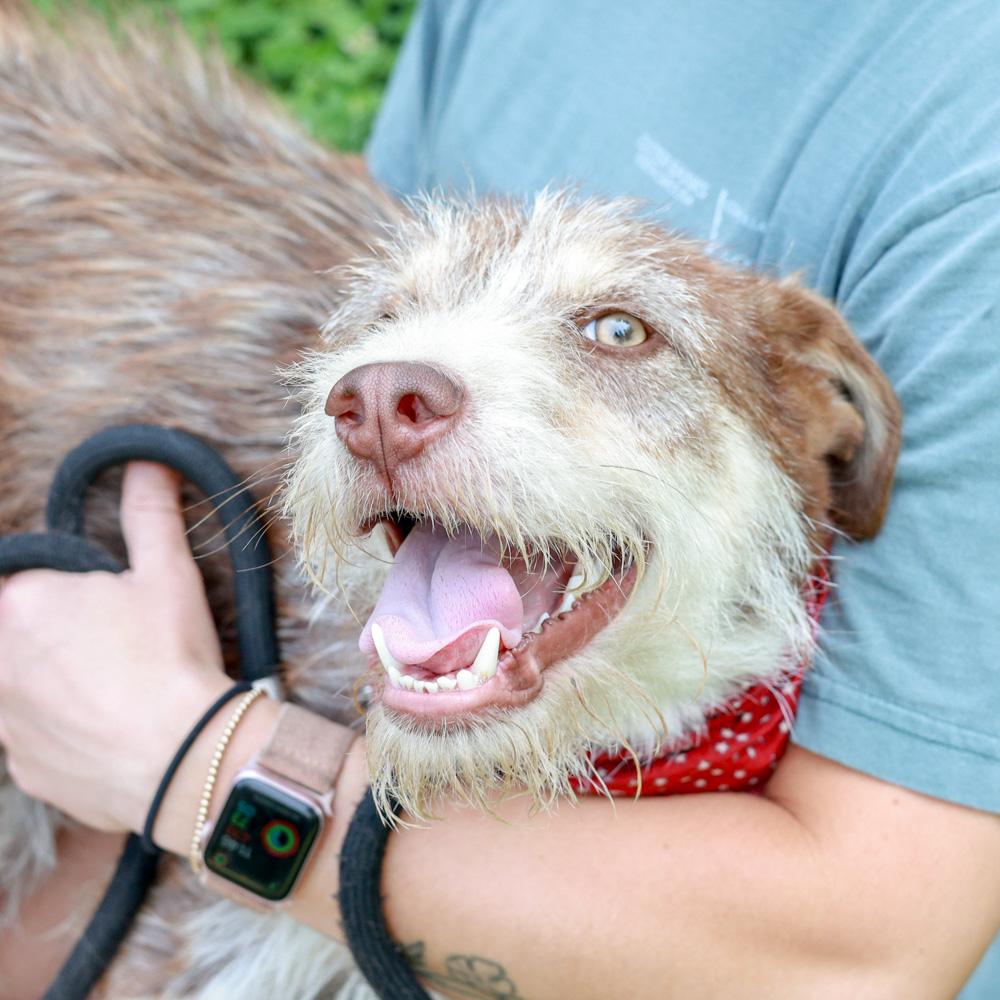 Enlarge Benji (Male), a Adoptable mixed breed in West Grove, PA image 4/6