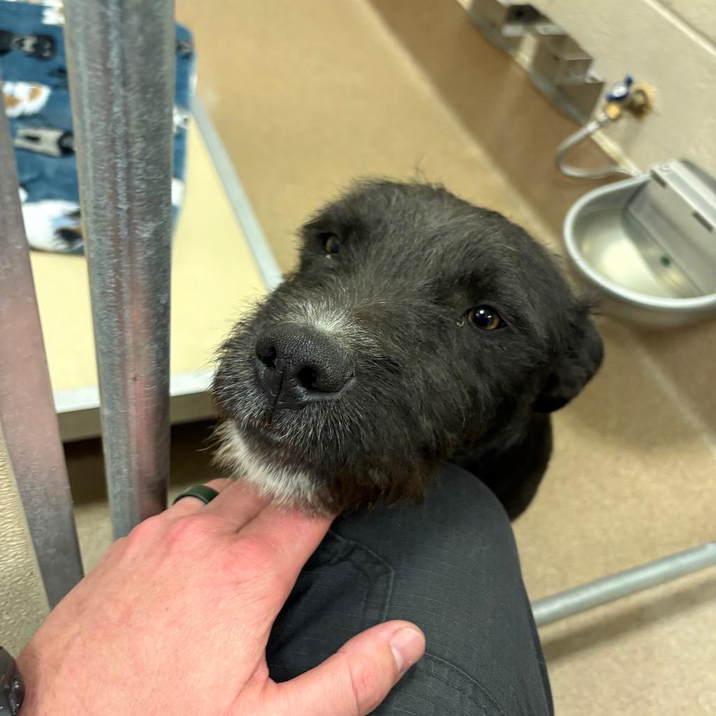 Enlarge Scruffs, a Adoptable mixed breed in Hinesville, GA image 1/1