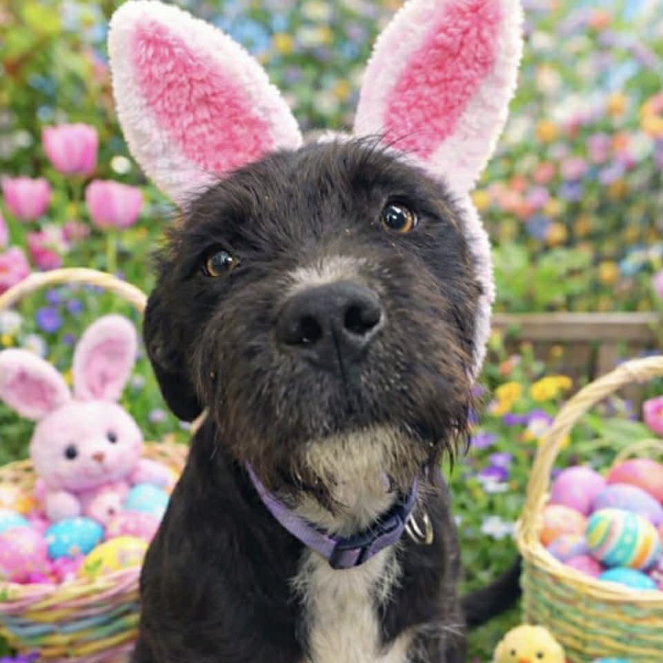 Enlarge Scruffs, a Adoptable mixed breed in Hinesville, GA image 2/2