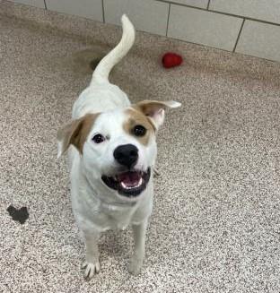 Enlarge Beso, a Adoptable mixed breed in Dallas, TX image 3/3