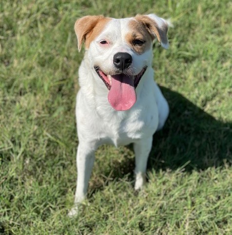 Beso, Adult Female American Bulldog