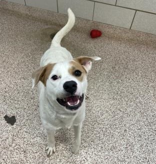 Enlarge Beso, a Adoptable mixed breed in Dallas, TX image 2/14