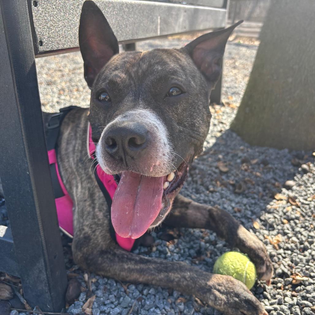 Bumble - IN FOSTER, Adoptable, Adult Male Pit Bull Terrier.