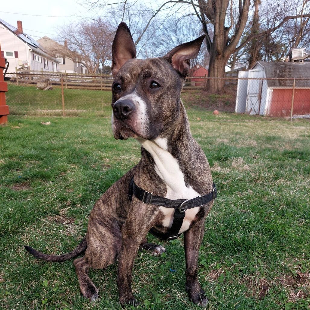 Enlarge Bodie - IN FOSTER, a Adoptable mixed breed in Birdsboro, PA image 2/6