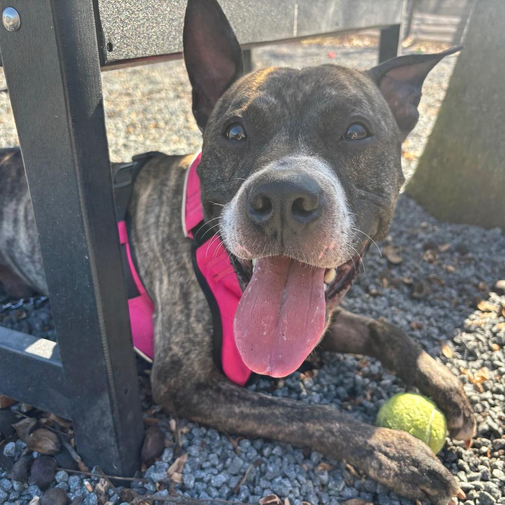 Bumble - IN FOSTER, a Adoptable mixed breed in Birdsboro, PA image 2/5