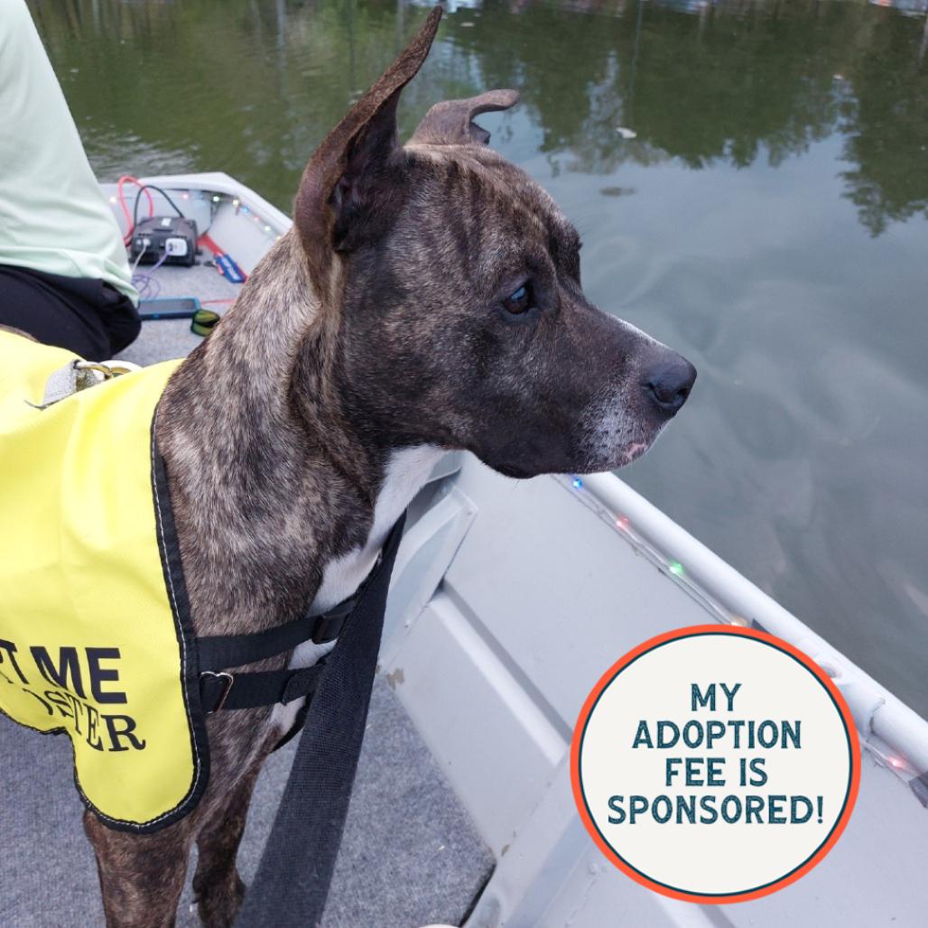 Enlarge Bodie - IN FOSTER, a Adoptable mixed breed in Birdsboro, PA image 3/6