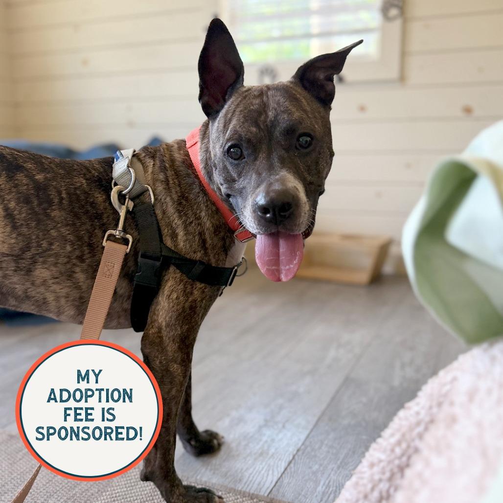 Enlarge Bodie, a Adoptable mixed breed in Birdsboro, PA image 4/6
