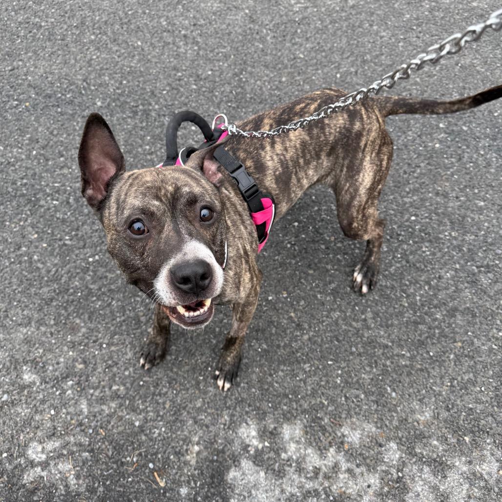 Bumble - IN FOSTER, a Adoptable mixed breed in Birdsboro, PA image 3/5