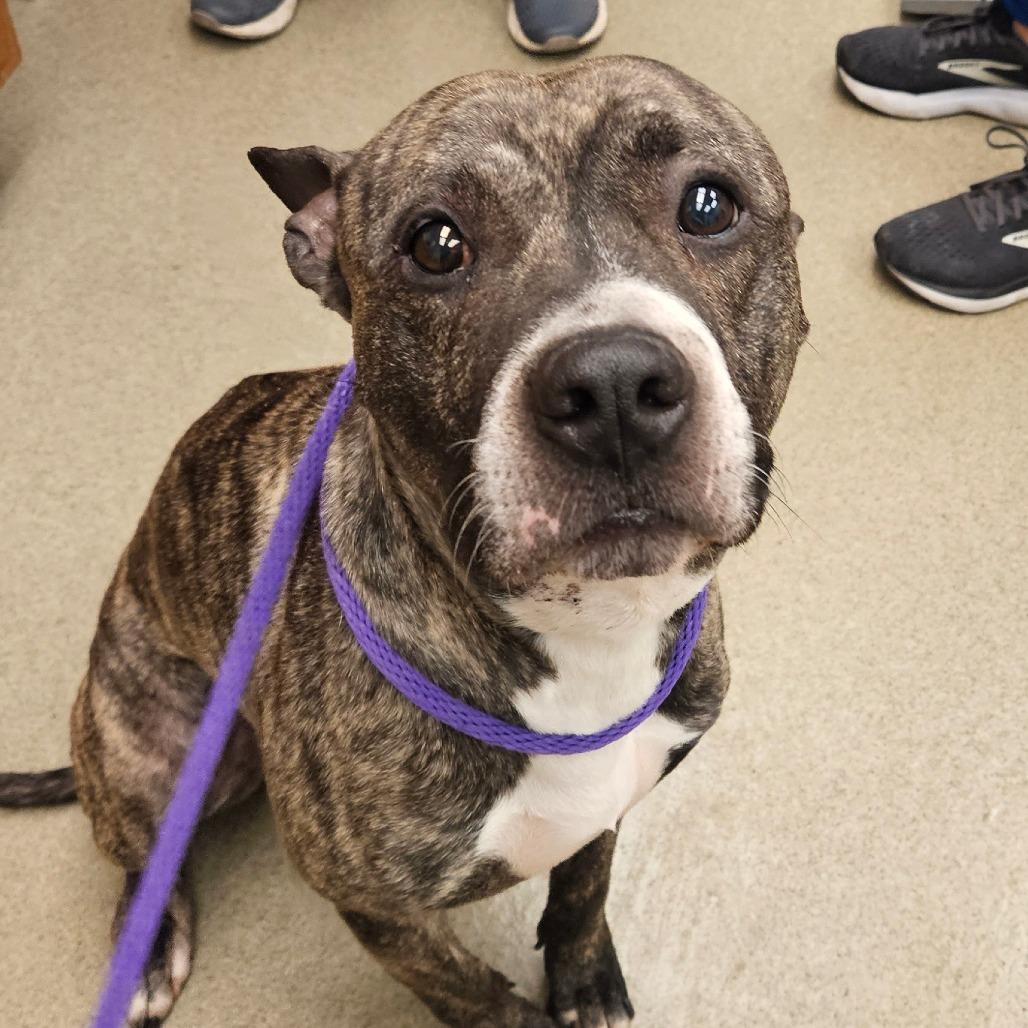 Bumble - IN FOSTER, a Adoptable mixed breed in Birdsboro, PA image 5/5