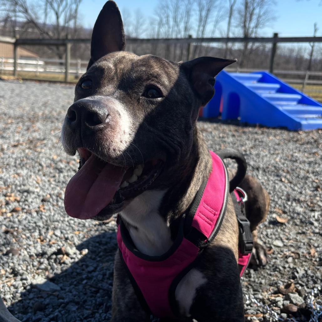 Enlarge Bodie - IN FOSTER, a Adoptable mixed breed in Birdsboro, PA image 6/6