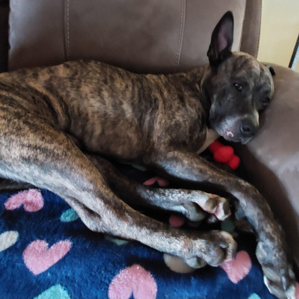 Enlarge Bodie - IN FOSTER, a Adoptable mixed breed in Birdsboro, PA image 6/6