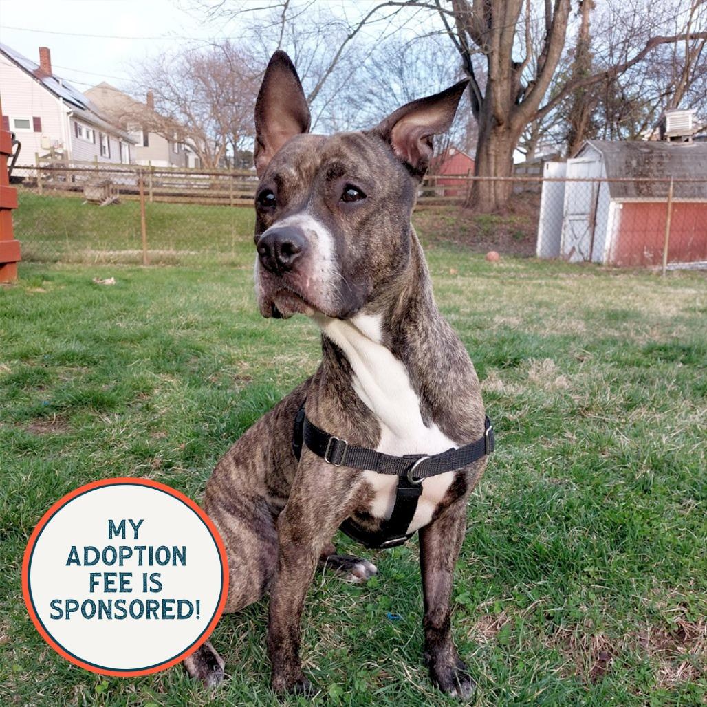 Enlarge Bodie, a Adoptable mixed breed in Birdsboro, PA image 6/6