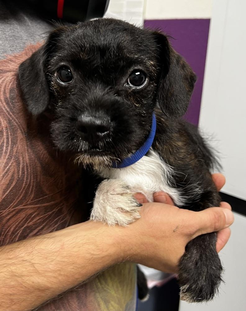 Dora, Adoptable, Puppy Female Terrier.