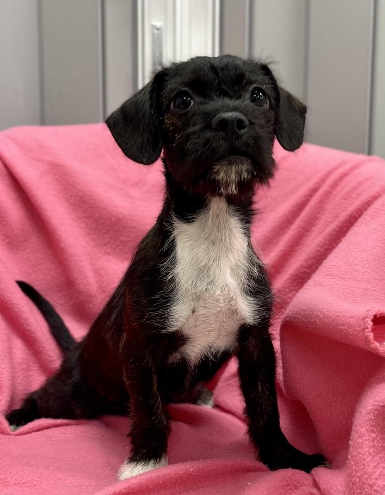 Enlarge Dora, a Adoptable mixed breed in Jamestown, CA image 2/3