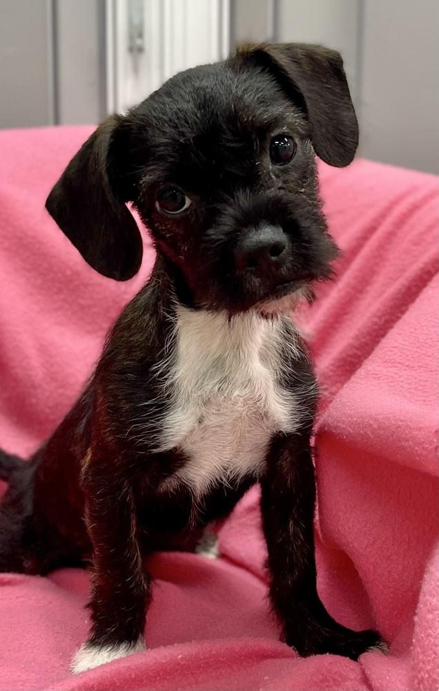 Enlarge Dora, a Adoptable mixed breed in Jamestown, CA image 3/3