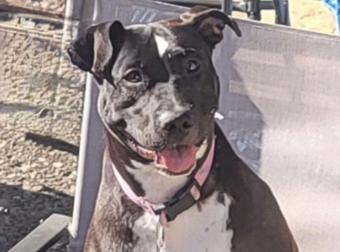 Sweet Rosie, Adoptable, Adult Female Labrador Retriever.