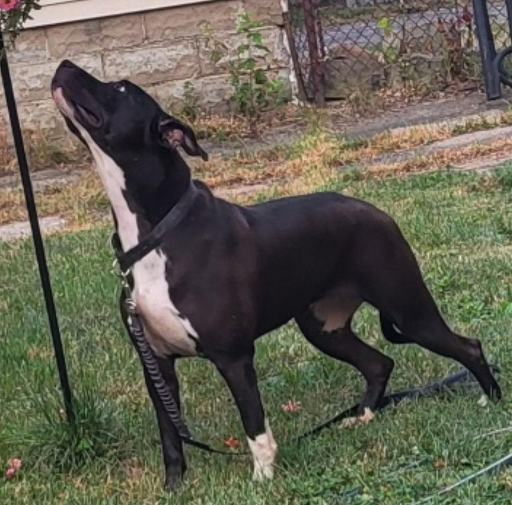 Sweet Rosie, Adoptable, Adult Female Labrador Retriever.