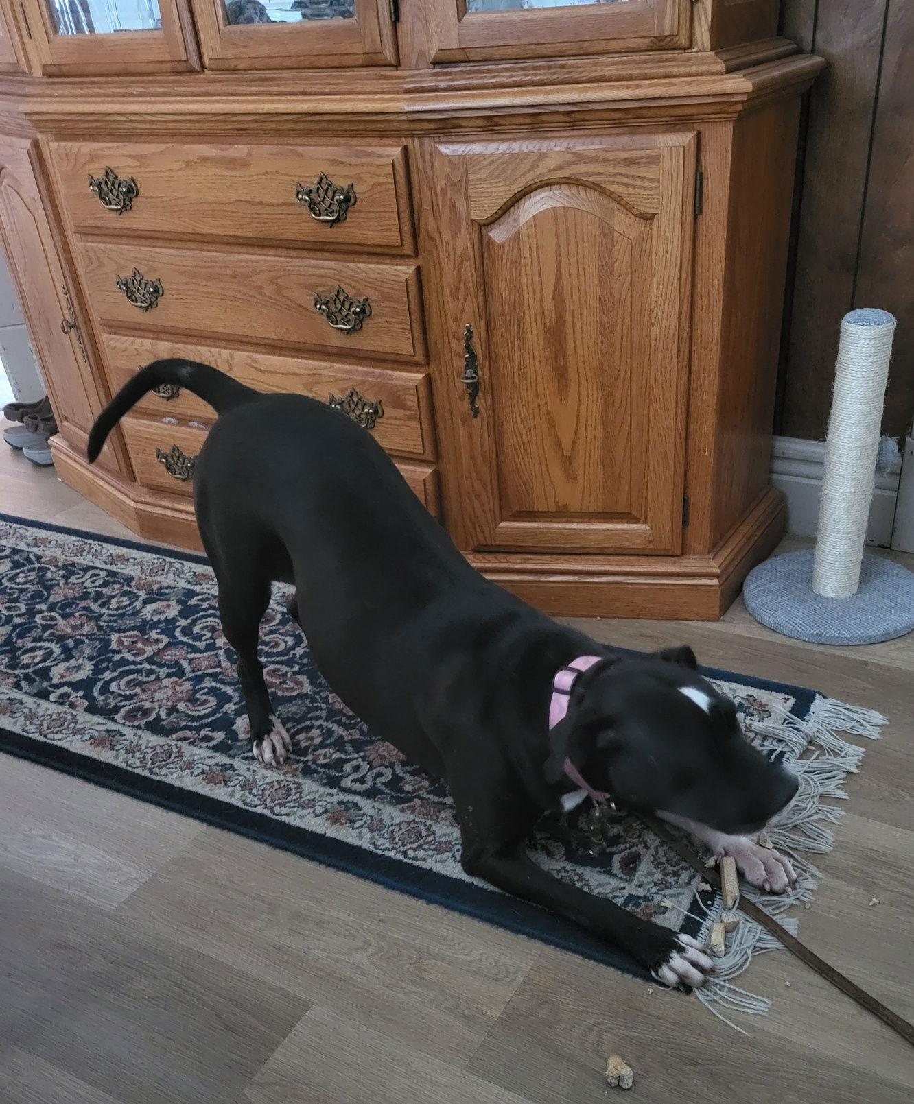 Sweet Rosie, a Adoptable Labrador Retriever in Tonawanda, NY image 3/3