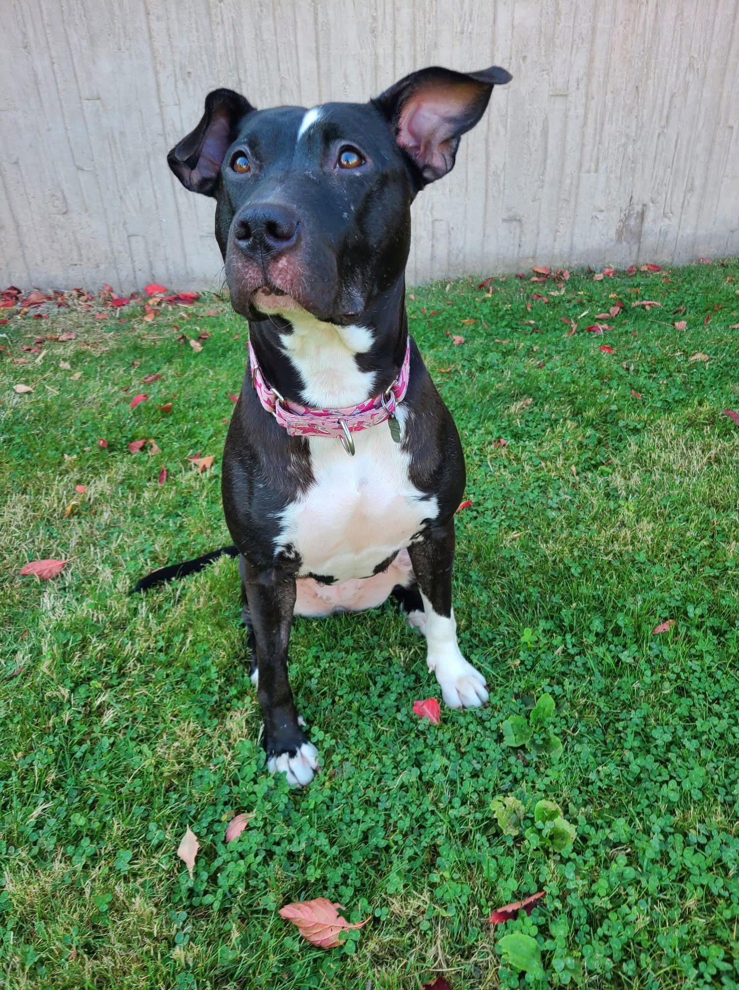 Enlarge Sweet Rosie, a Adoptable Labrador Retriever in Tonawanda, NY image 3/3