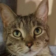 Cousin Miko, Adoptable, Adult Male Domestic Short Hair.