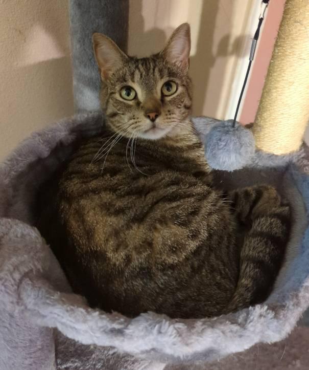 Enlarge Cousin Miko, a Adoptable mixed breed in Buhl, ID image 2/2