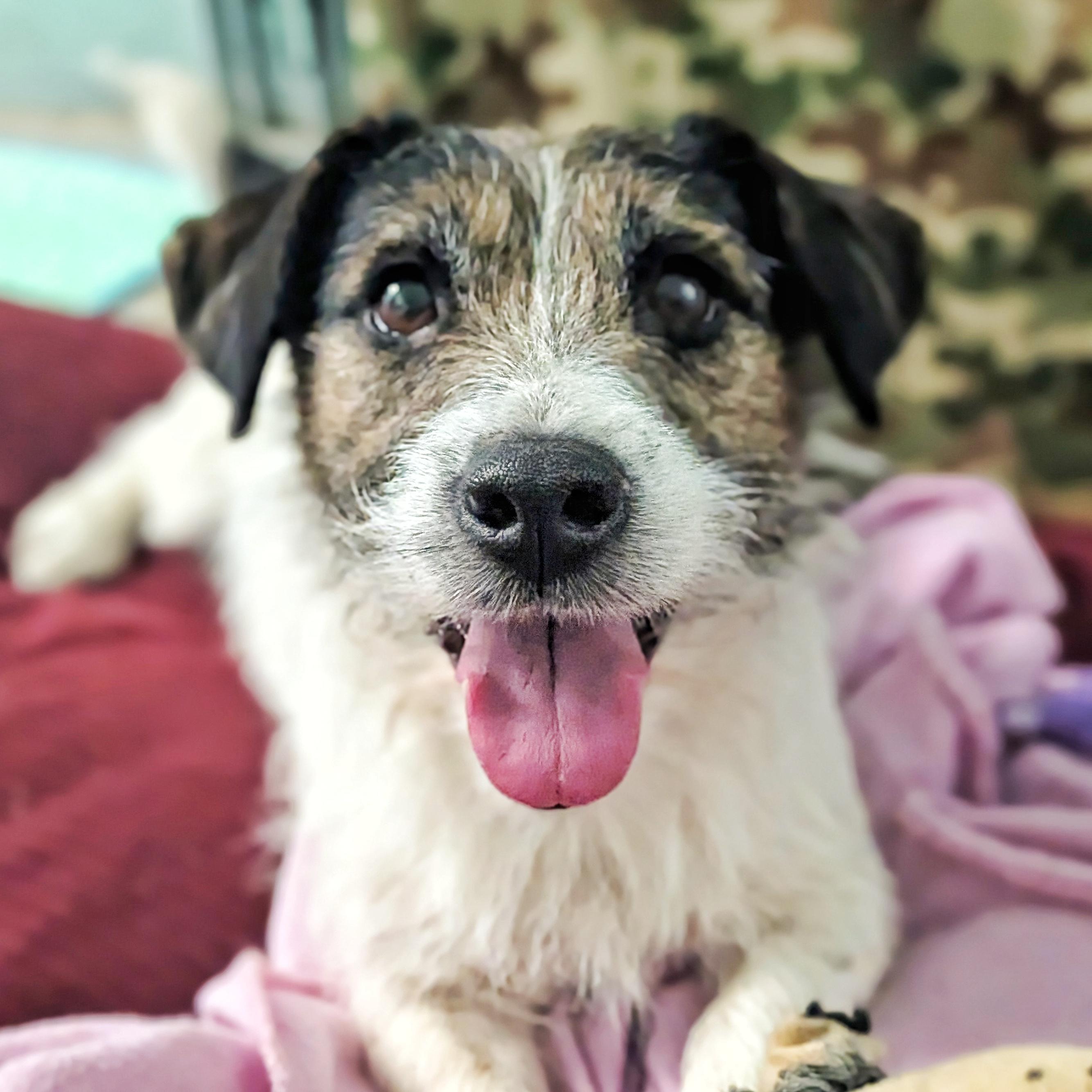 Enlarge Gypsy, a ADOPTABLE Jack Russell Terrier in Eustis, FL image 2/2