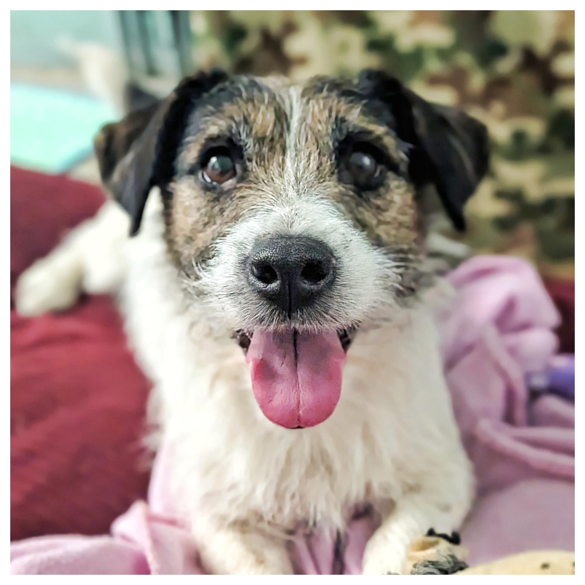 Gypsy, ADOPTABLE, Young Female Jack Russell Terrier.