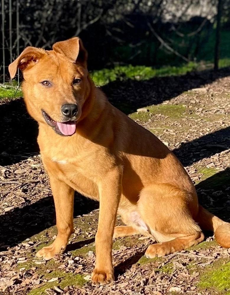 Enlarge Rocko, a Adoptable mixed breed in Jamestown, CA image 3/4
