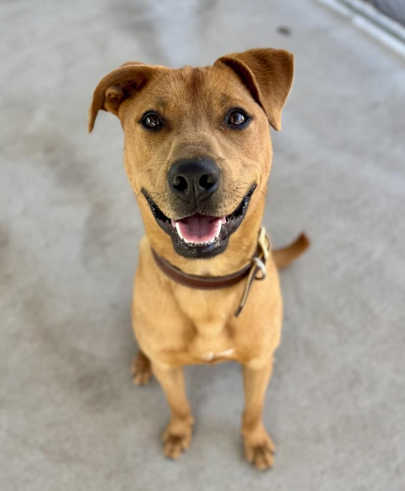 Enlarge Rocko, a Adoptable mixed breed in Jamestown, CA image 1/5