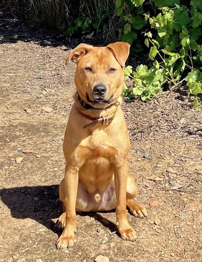 Enlarge Rocko, a Adoptable mixed breed in Jamestown, CA image 4/5